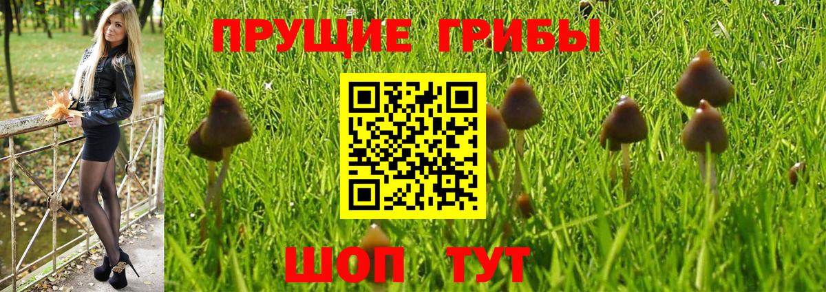 Галлюциногенные грибы Cubensis Саянск